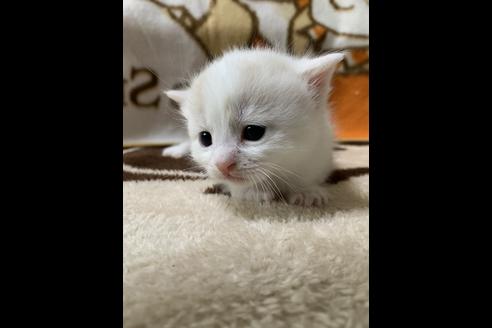 成約済の埼玉県のスコティッシュフォールド-10115の3枚目