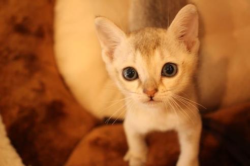 成約済の大阪府のシンガプーラ-10042の1枚目