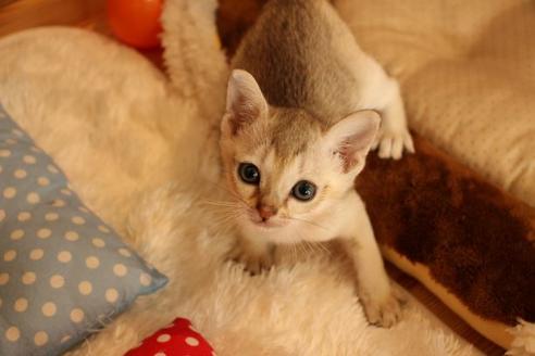 成約済の大阪府のシンガプーラ-10042の2枚目