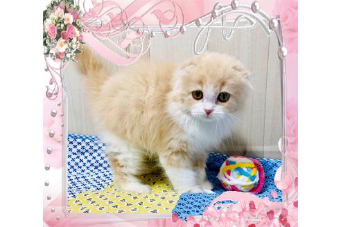 成約済の大阪府のスコティッシュフォールド-10122の7枚目