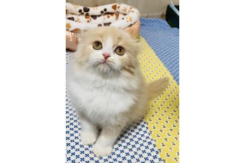 成約済の大阪府のスコティッシュフォールド-10122の6枚目