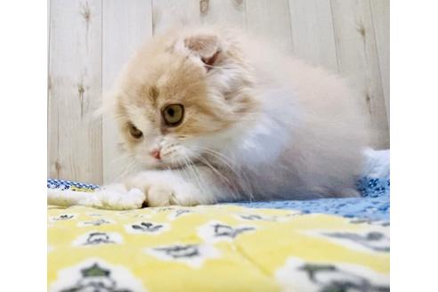 成約済の大阪府のスコティッシュフォールド-10122の4枚目