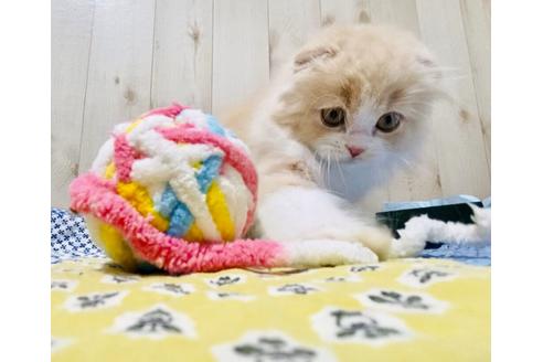 成約済の大阪府のスコティッシュフォールド-10122の3枚目