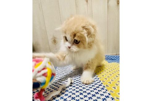 成約済の大阪府のスコティッシュフォールド-10122の2枚目