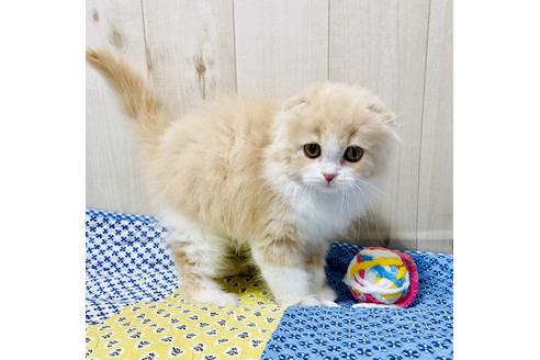 成約済の大阪府のスコティッシュフォールド-10122の1枚目