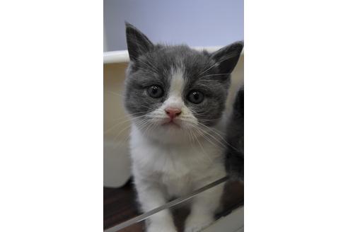 成約済の千葉県のブリティッシュショートヘア-9996の1枚目