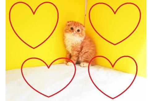 成約済の東京都のスコティッシュフォールド-10160の2枚目