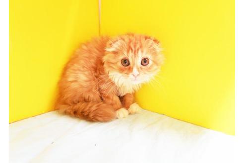 成約済の東京都のスコティッシュフォールド-10160の1枚目