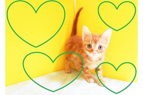 成約済の東京都のアメリカンショートヘア-10161の2枚目