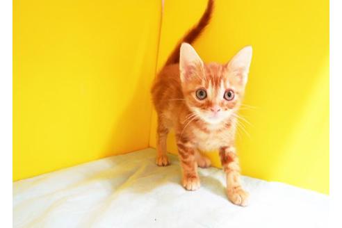 成約済の東京都のアメリカンショートヘア-10161の1枚目