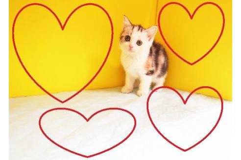 成約済の東京都のマンチカン-10162の2枚目