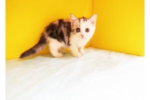 成約済の東京都のマンチカン-10162の1枚目