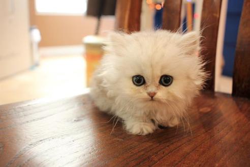 成約済の大阪府のペルシャ-9949の1枚目