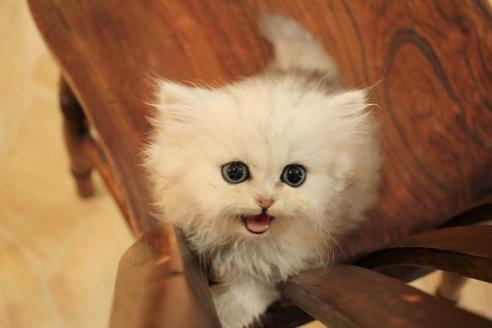 成約済の大阪府のペルシャ-9949の4枚目