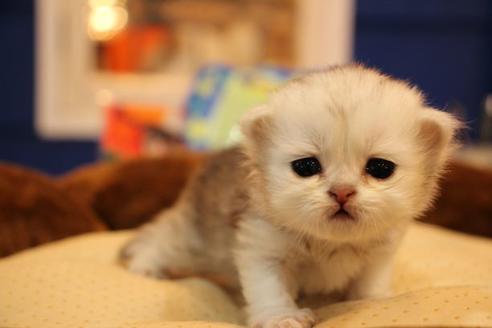 成約済の大阪府のペルシャ-9949の3枚目