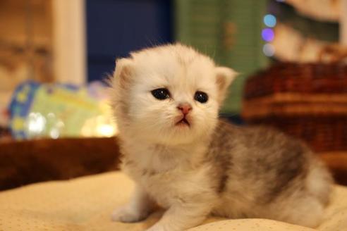 成約済の大阪府のペルシャ-9949の2枚目