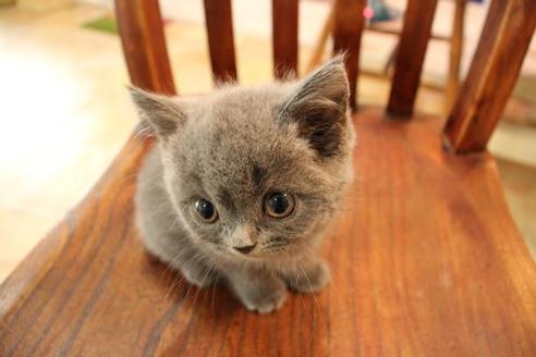 成約済の大阪府のブリティッシュショートヘア-9813の4枚目