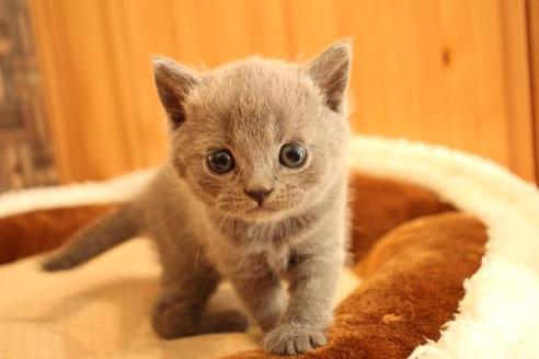 成約済の大阪府のブリティッシュショートヘア-10182の11枚目