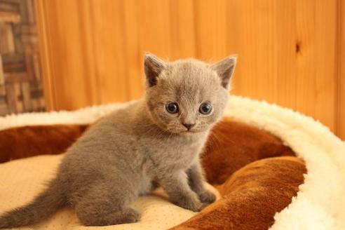 成約済の大阪府のブリティッシュショートヘア-10182の10枚目