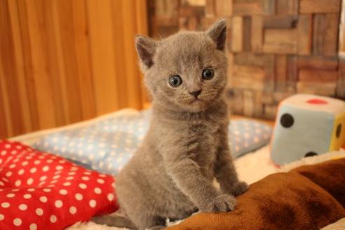 成約済の大阪府のブリティッシュショートヘア-10182の9枚目