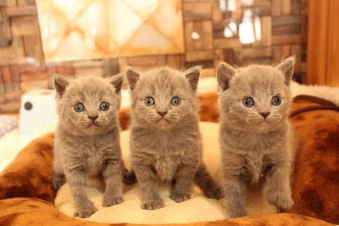 成約済の大阪府のブリティッシュショートヘア-10182の8枚目