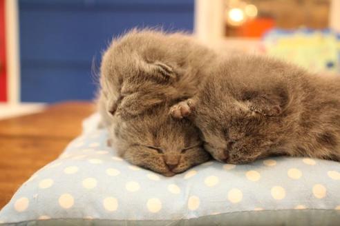 成約済の大阪府のブリティッシュショートヘア-10182の7枚目