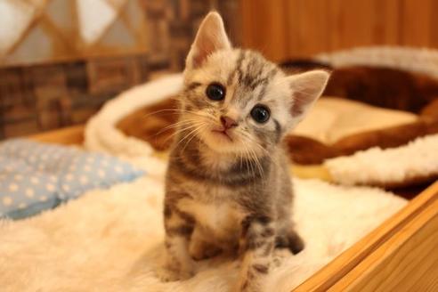 成約済の大阪府のアメリカンショートヘア-10190の1枚目