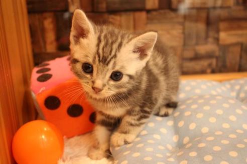 成約済の大阪府のアメリカンショートヘア-10190の4枚目