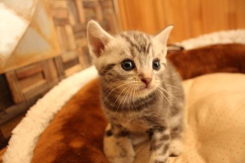 成約済の大阪府のアメリカンショートヘア-10190の3枚目