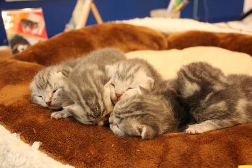 成約済の大阪府のアメリカンショートヘア-10190の2枚目