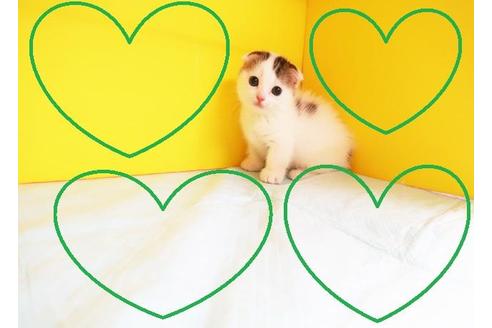 成約済の東京都のマンチカン-10255の2枚目