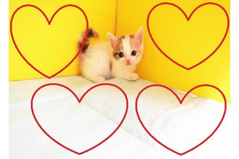 成約済の東京都のマンチカン-10256の2枚目