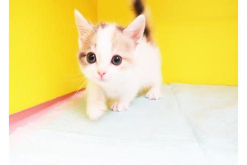 成約済の東京都のマンチカン-10256の1枚目