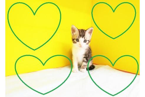 成約済の東京都のマンチカン-10257の2枚目