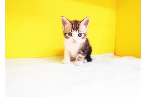 成約済の東京都のマンチカン-10257の1枚目