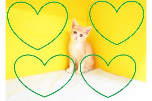 成約済の東京都のマンチカン-10258の2枚目