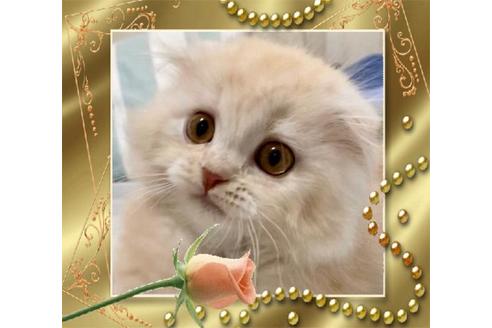 成約済の大阪府のスコティッシュフォールド-10123の9枚目