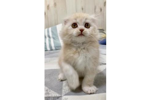 成約済の大阪府のスコティッシュフォールド-10123の8枚目