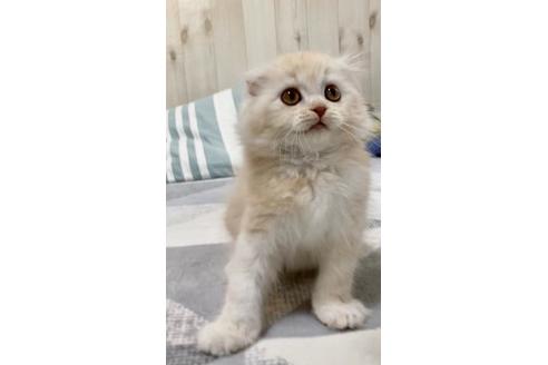 成約済の大阪府のスコティッシュフォールド-10123の6枚目