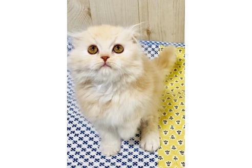 成約済の大阪府のスコティッシュフォールド-10123の4枚目