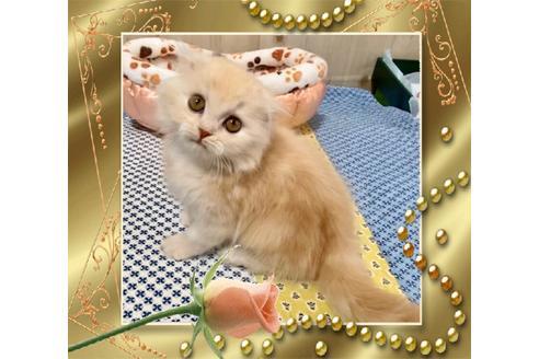 成約済の大阪府のスコティッシュフォールド-10123の2枚目