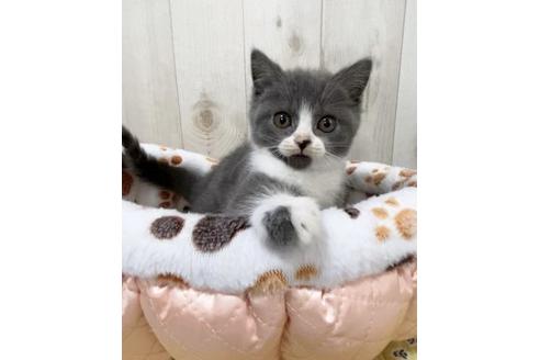 成約済の大阪府のスコティッシュフォールド-10260の3枚目