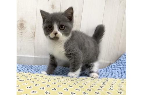 成約済の大阪府のスコティッシュフォールド-10260の2枚目