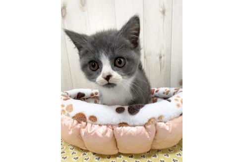 成約済の大阪府のスコティッシュフォールド-10260の1枚目