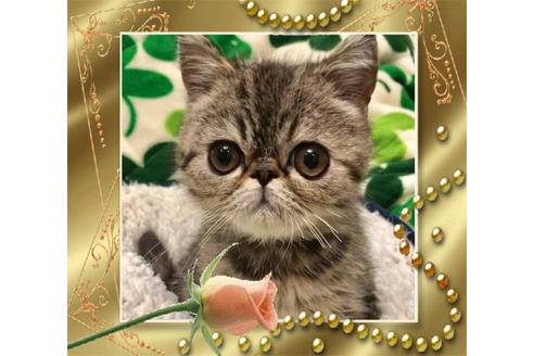 成約済の大阪府のエキゾチックショートヘア-10261の3枚目