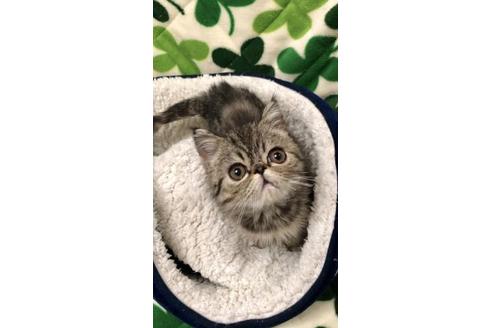 成約済の大阪府のエキゾチックショートヘア-10261の2枚目