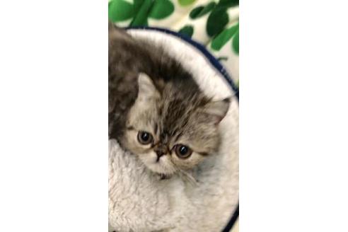 成約済の大阪府のエキゾチックショートヘア-10261の1枚目