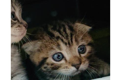 成約済の愛知県のスコティッシュフォールド-10278の2枚目