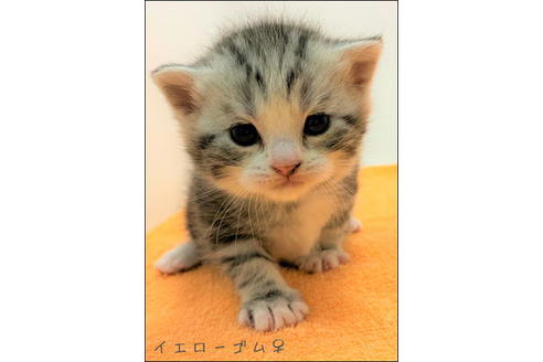 成約済の千葉県のスコティッシュフォールド-10321の2枚目