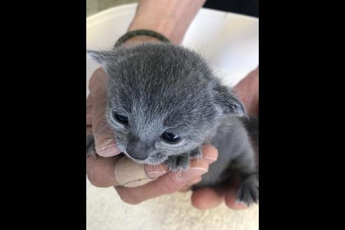 成約済の愛知県のロシアンブルー-10323の1枚目